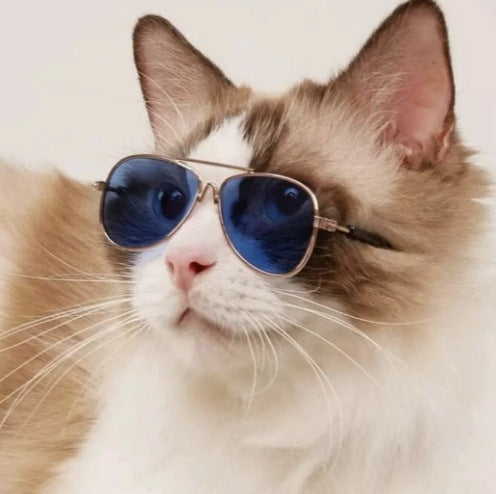 Aviator Style Sunglasses