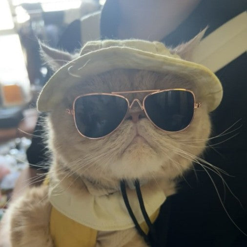 Aviator Style Sunglasses