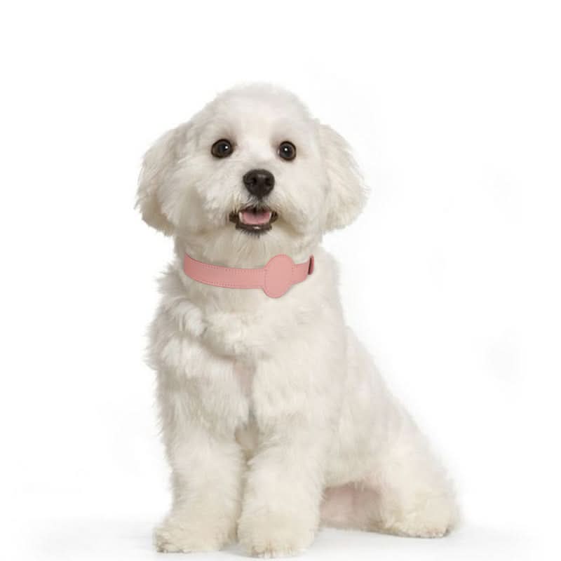 Dog Collar with Built-In AirTag Holder – Safety Meets Style