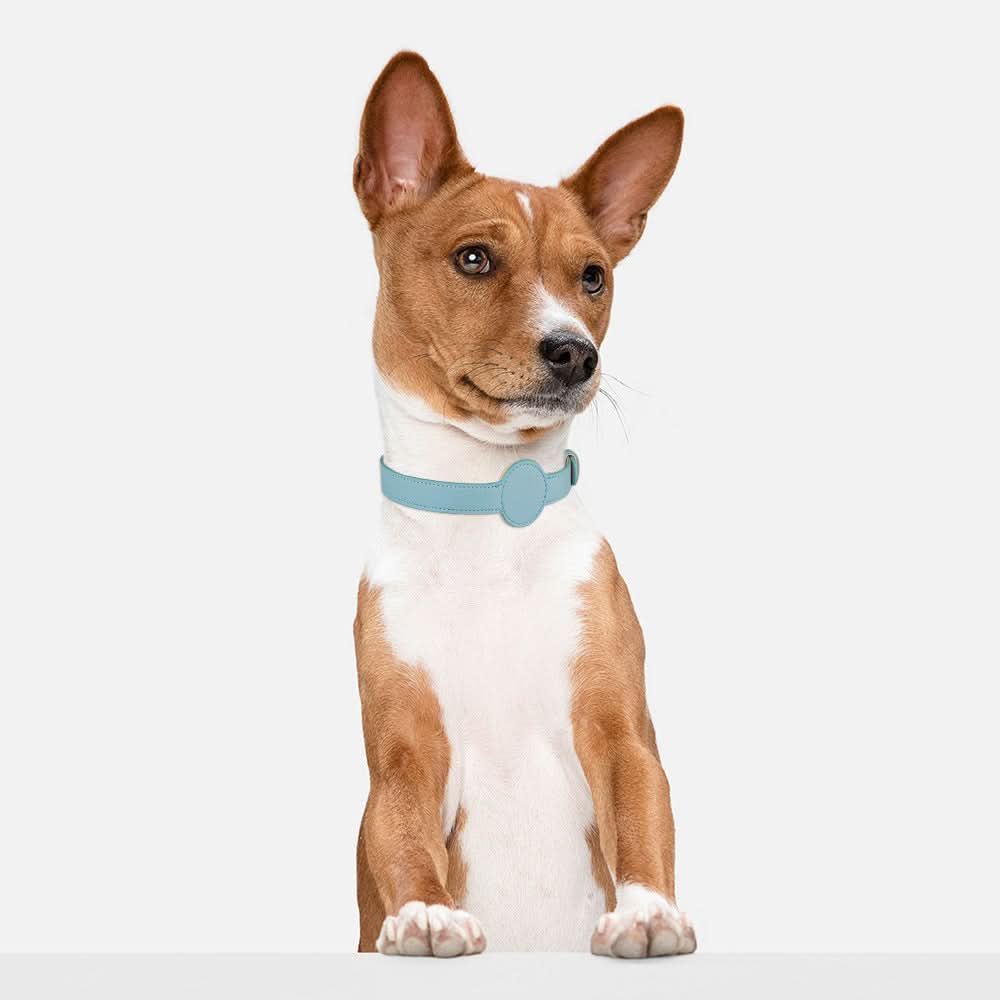 Dog Collar with Built-In AirTag Holder – Safety Meets Style