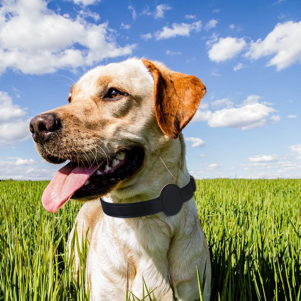 Dog Collar with Built-In AirTag Holder – Safety Meets Style