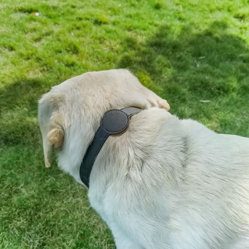 Dog Collar with Built-In AirTag Holder – Safety Meets Style