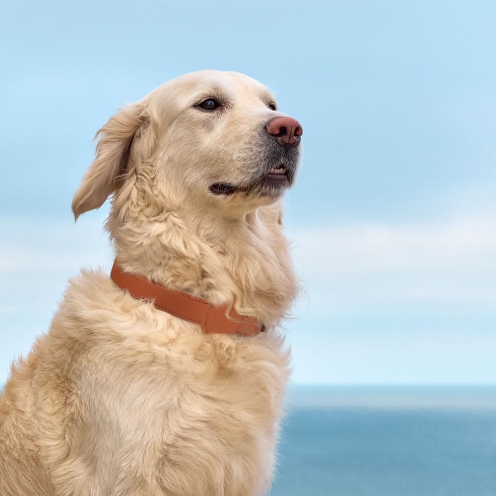 Dog Collar with Built-In AirTag Holder – Safety Meets Style