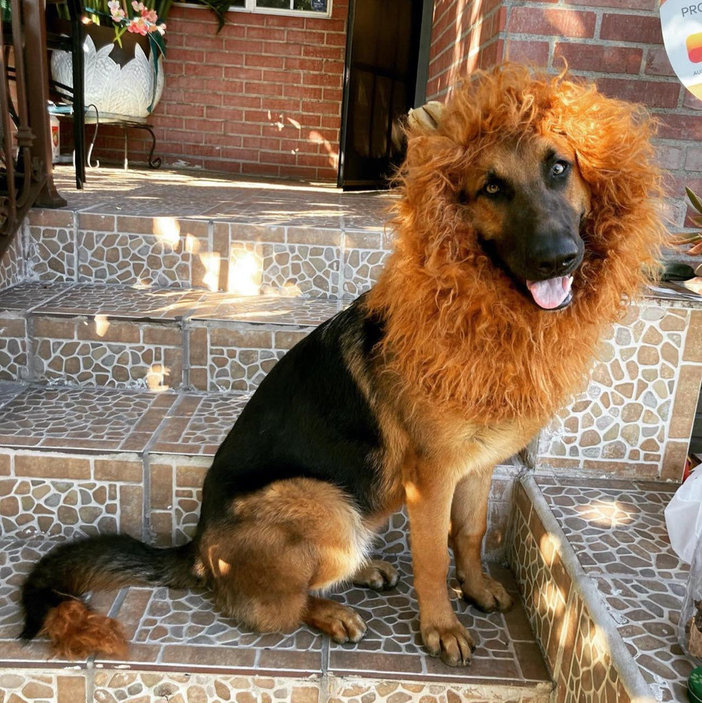 Dog lion mane costume for Halloween, plush lion mane with ears for medium and large dogs, adjustable neck 24-31 inches, 