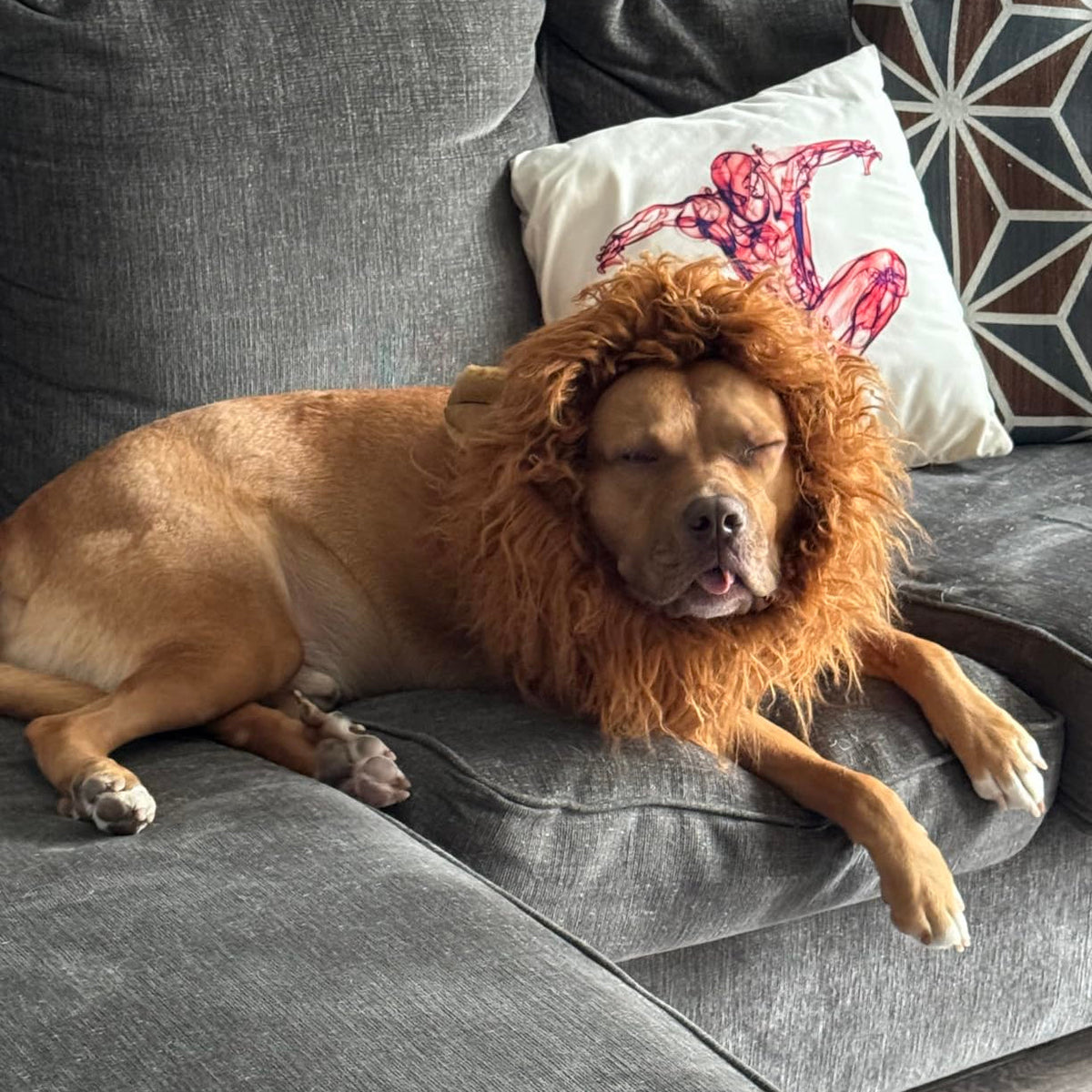 Dog lion mane costume for Halloween, plush lion mane with ears for medium and large dogs, adjustable neck 24-31 inches, 