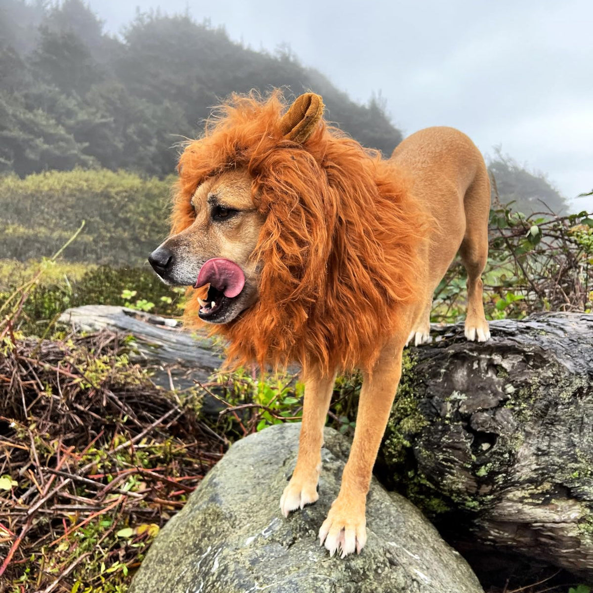 Dog lion mane costume for Halloween, plush lion mane with ears for medium and large dogs, adjustable neck 24-31 inches, 