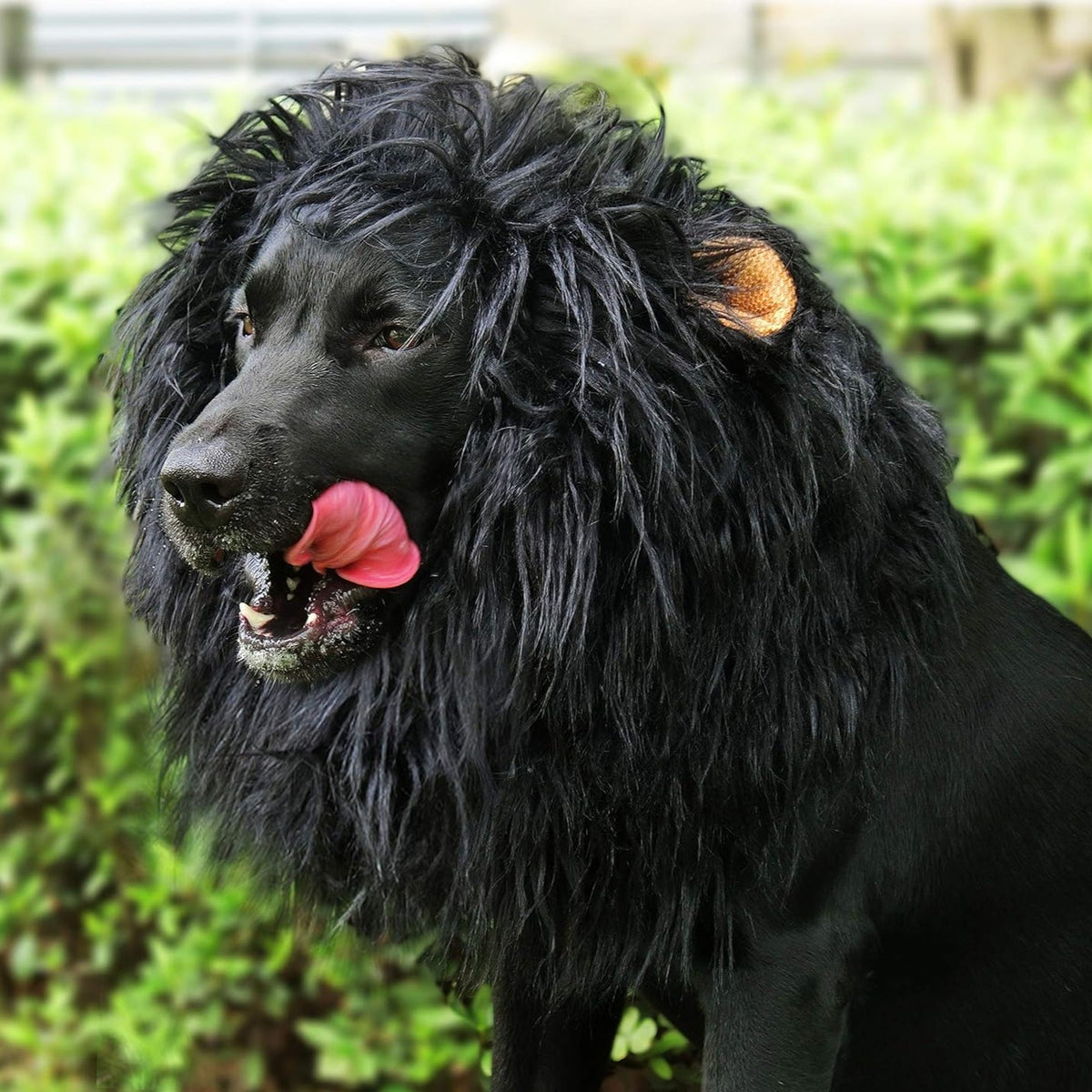 Dog lion mane costume for Halloween, plush lion mane with ears for medium and large dogs, adjustable neck 24-31 inches, 